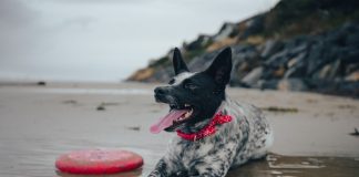 Le guide essentiel pour trouver le frisbee parfait pour votre chien Frisbee-chien