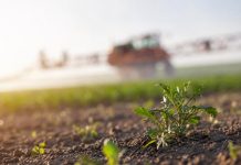 Évitez ces erreurs fatales qui sabotent votre traitement herbicide