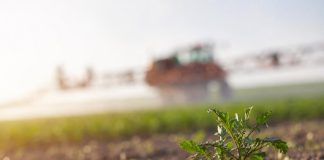 Évitez ces erreurs fatales qui sabotent votre traitement herbicide